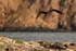 Magnificent Frigatebird overflies Swallow-Tailed Gull, South Plaza