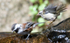 Chestnut-backed Chickadee and Golden-crowned Kinglet