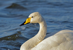 Whooper Swan
