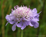 Small Scabious?