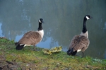 Canada Geese and goslings