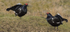 Black Grouse