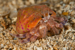 Adamsia palliata