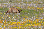 Bat-Eared fox in the flowers