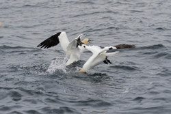 Gannets_0007