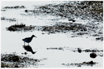 Redshank Silhouette