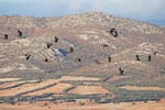 Common Cranes