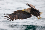 WHITE TAILED EAGLE, ISLE OF MULL, SCOTLAND