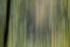 Woods 01
