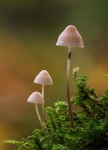 5.Bonnet Mushroom
