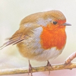 Winter Robin