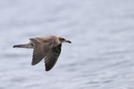 Kelp Gull (juvenile) flying, Chile