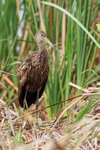 Limpkin portfolio