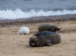 Atlantic Grey Seal