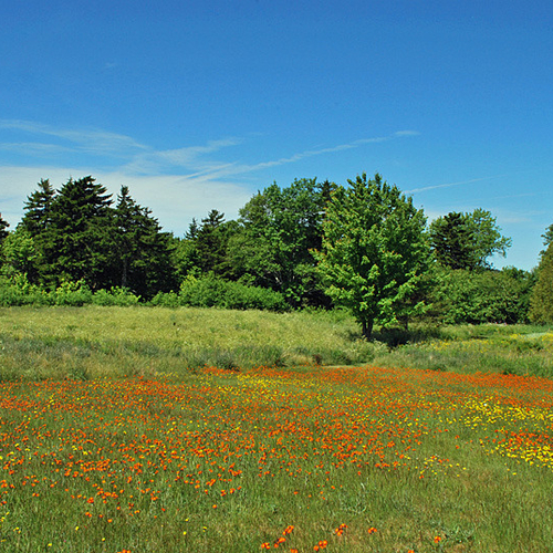 One of the world's most invasive weeds, Orange Hawkweed shows off vibrant hues of orange-red come late June.