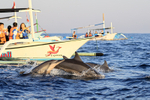 Spinner Dolphins and tourist boats, Lovina, Bali