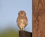 Little Owl - Athene noctua