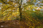 Beech splendour