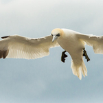 Northern Gannet