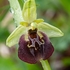 Small-patterned ophrys (Ophrys fuciflora ssp parvimaculata)