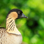 Hawaiian Goose (Nene), close-up, Kilauea Point, Kauai