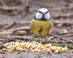 No.0085. Blue tit