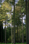 Westonbirt _WB008