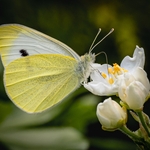 Print -Silver - Rob Cox - Small White Butterfly