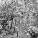 Corkscrew Swamp Sanctuary 2009