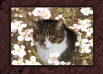 Clematis Cat
