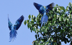 Blue and yellow macaw