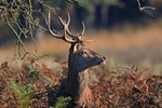 Red Deer