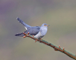 Cuckoo - Cuculus canorus