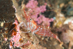 Pandalus montagui