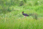 Black Stork