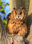 Long-eared Owl perched between two tree trunks