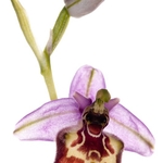 WB: Orchids - Ophrys portfolio