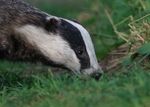 Mustelids portfolio
