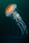 Chrysaora hysoscella