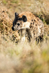 Spotted Hyena