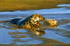 Grey Seal (2)