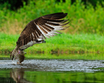 Scottish Osprey takes off with fish at Rothiemurchus