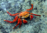 6739 Sally Lightfoot Crab