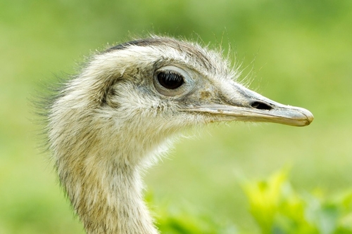 The flightless ostrich is the world's largest bird. They roam African savanna and desert lands and get most of their…