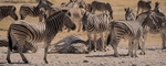 A Dazzle of Zebras