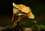 False Chanterelle.