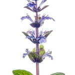 Pyramidal Bugle (Ajuga pyramidalis). MYN