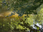 Beech Reflections