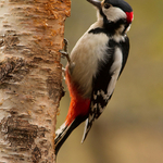 Great Spotted Woodpecker