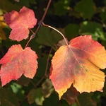 Italian Maple (Acer opalus)